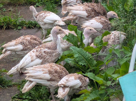 Red bourbon turkey poults