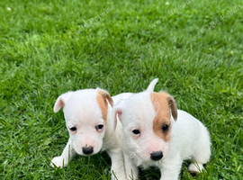 Traditional short legged Jack Russell&rsquo;s