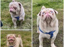 Simba Pinkster Ping Pug Stud. Has produced fantastic litters