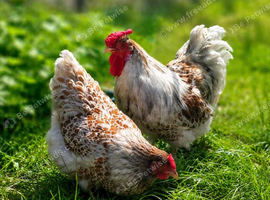 Wyandotte Chicks