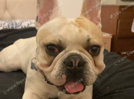 French bulldog STUD DOG