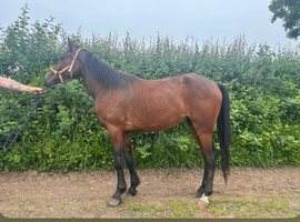 Irish spot horse