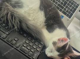 Lior - TICA Registered Maine Coon, 9 Months Old - Rehoming
