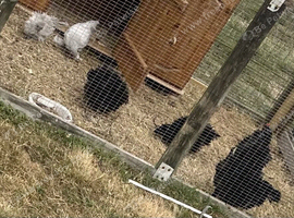 Clutch of frizzle chickens