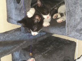 Two male kittens looking for there forever home