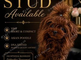 Tiny Asian Poodle - Deep Red Stud -  Proven