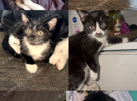 Kittens for sale