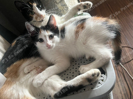 Beautiful adorable kittens