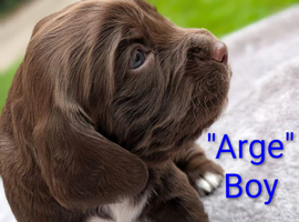 Stunning Sprocker Puppies