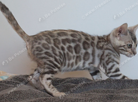 Gorgeous Bengal Girl Kitten