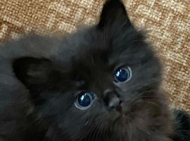 Looking for black kitten near carshalton
