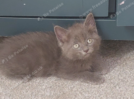2 kittens for sale ready 18th august