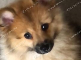 Pomeranian puppy forsale! (Female)