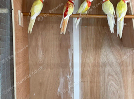 LUTINO ROSELLAS FOR SALE.