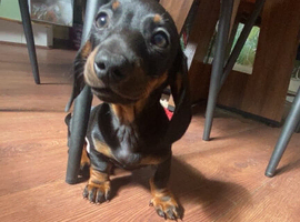 Dachshund/puppy