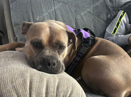 3 year old female