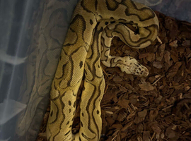 Royal pythons