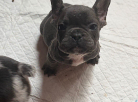 Stunning litter of true to type Frenchbulldogs last blue boy left ready to go this weekend
