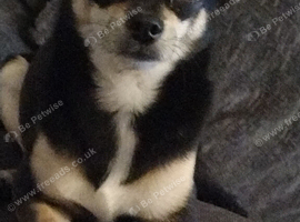3 year old chihuahua