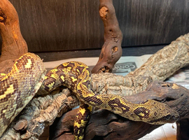 Madagascan Tree Boa Chipped + with Papers at Birmingham Reptiles
