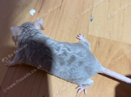 Female available