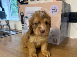 Cockapoo puppies available