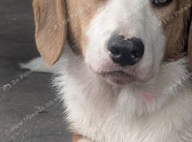 Bassett/collie mix