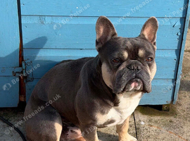 Male French Bulldog