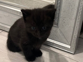 Beautiful ragdoll mix kitten