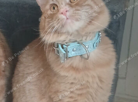 Ginger boy cat