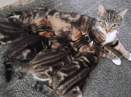 Kittens for sale