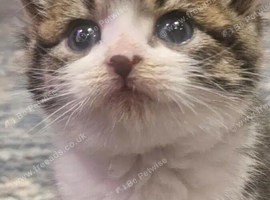 2 kittens