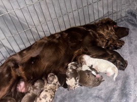 Cockapoo  puppies