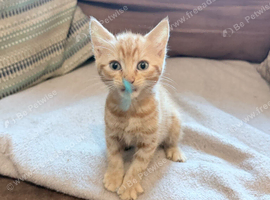 Beautiful kittens ready for loving homes