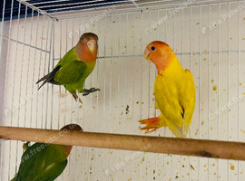 Lovebirds for sale
