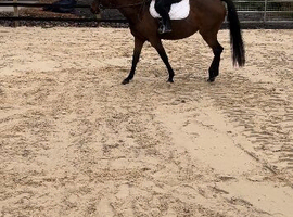 British riding pony