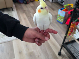 SuperTame Lutino Male Baby Cockatiel with Red Eyes