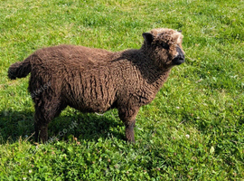 Ryland x Lambs