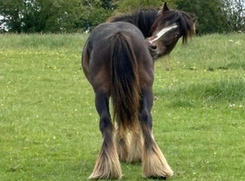 Little George yearling cob colt