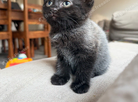Beautiful part maincoon babies