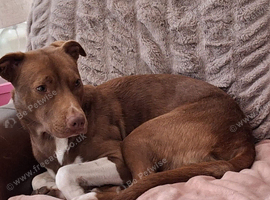 Staffie cross border collie