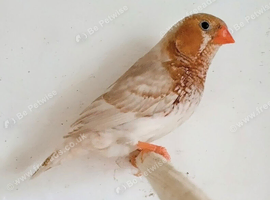 Pair of orange Zebra finches