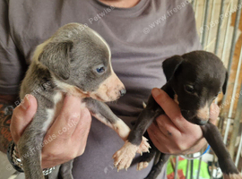 Whippet puppies kc registered