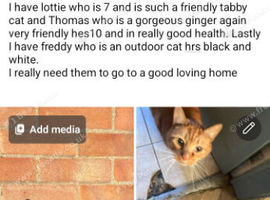 Rehoming my beautiful cat