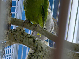 Green Ringneck