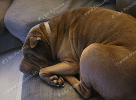 Sharpei