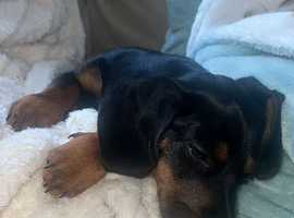 Puppy rehoming