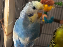 2 bonded budgies + 132cm flight cage