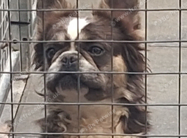 French bulldog