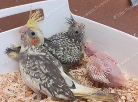 Lovely Pearl Hen DNA Sexed